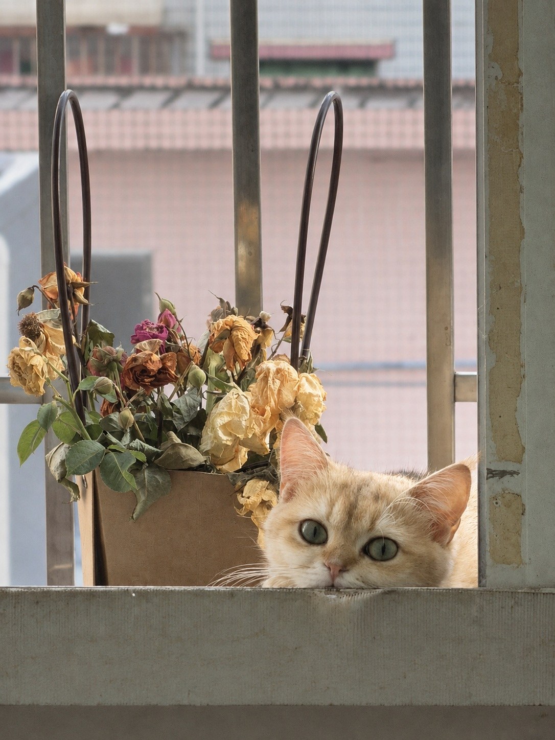 浅色猫从窗台边探出脑袋，身旁放着一篮枯萎花束