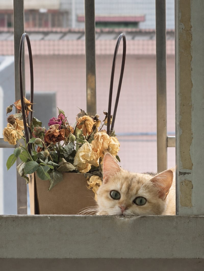 浅色猫从窗台边探出脑袋，身旁放着一篮枯萎花束