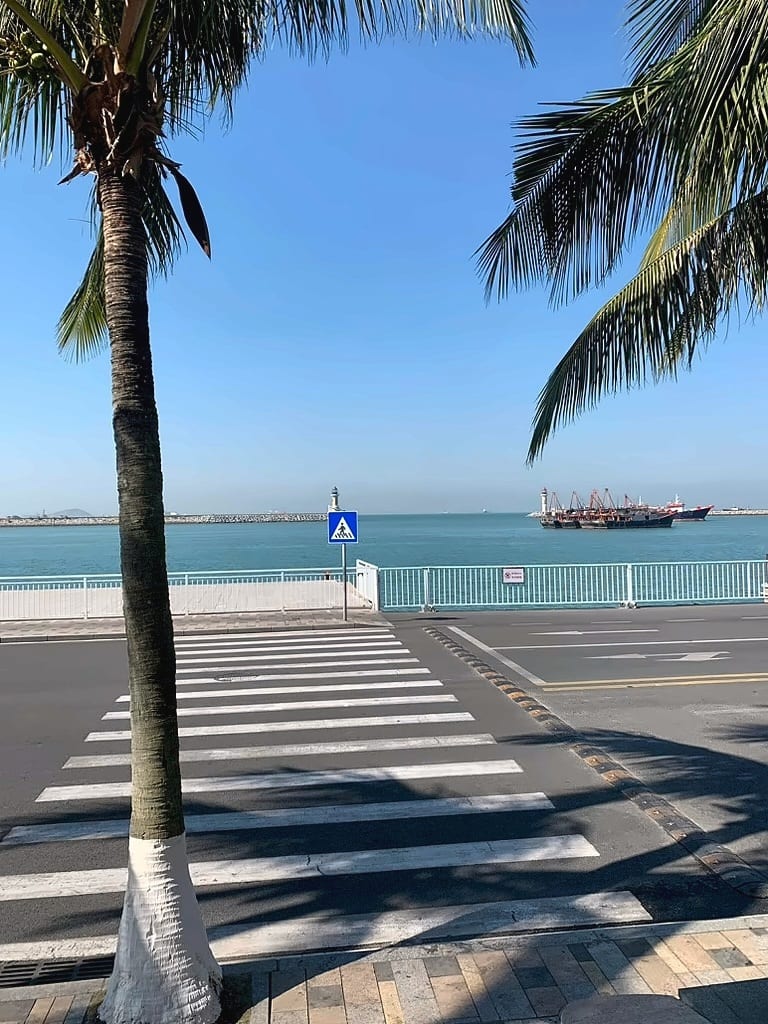 晴日海边的椰树与斑马线，远处货船停在蓝色海面